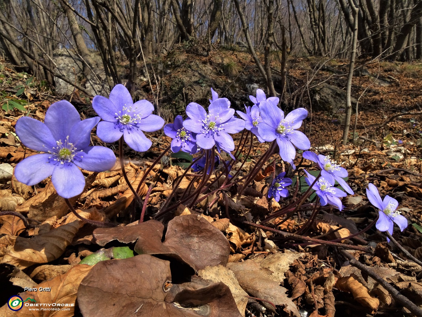 38 Festa di fiori sui sentieri al Monte Zucco - Hepatica nobilis (Erba trinita).JPG